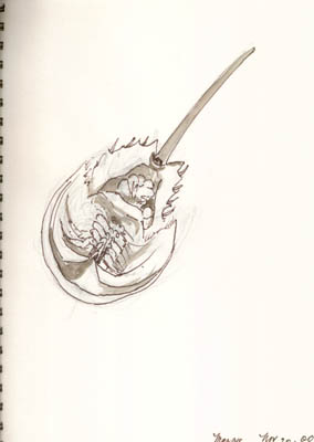 by Evangeline Murray